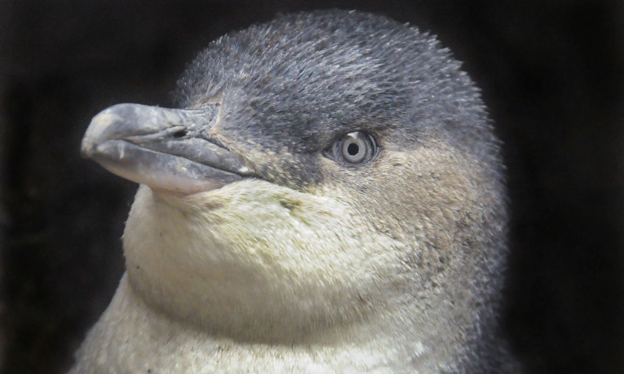 Penguin 3