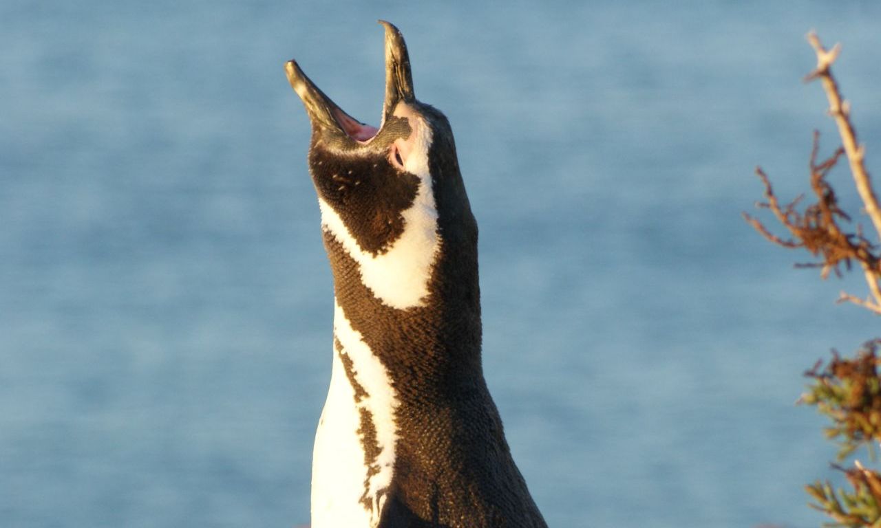 Penguin 2