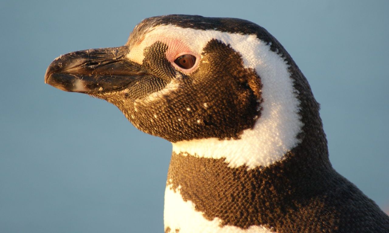 Penguin 3