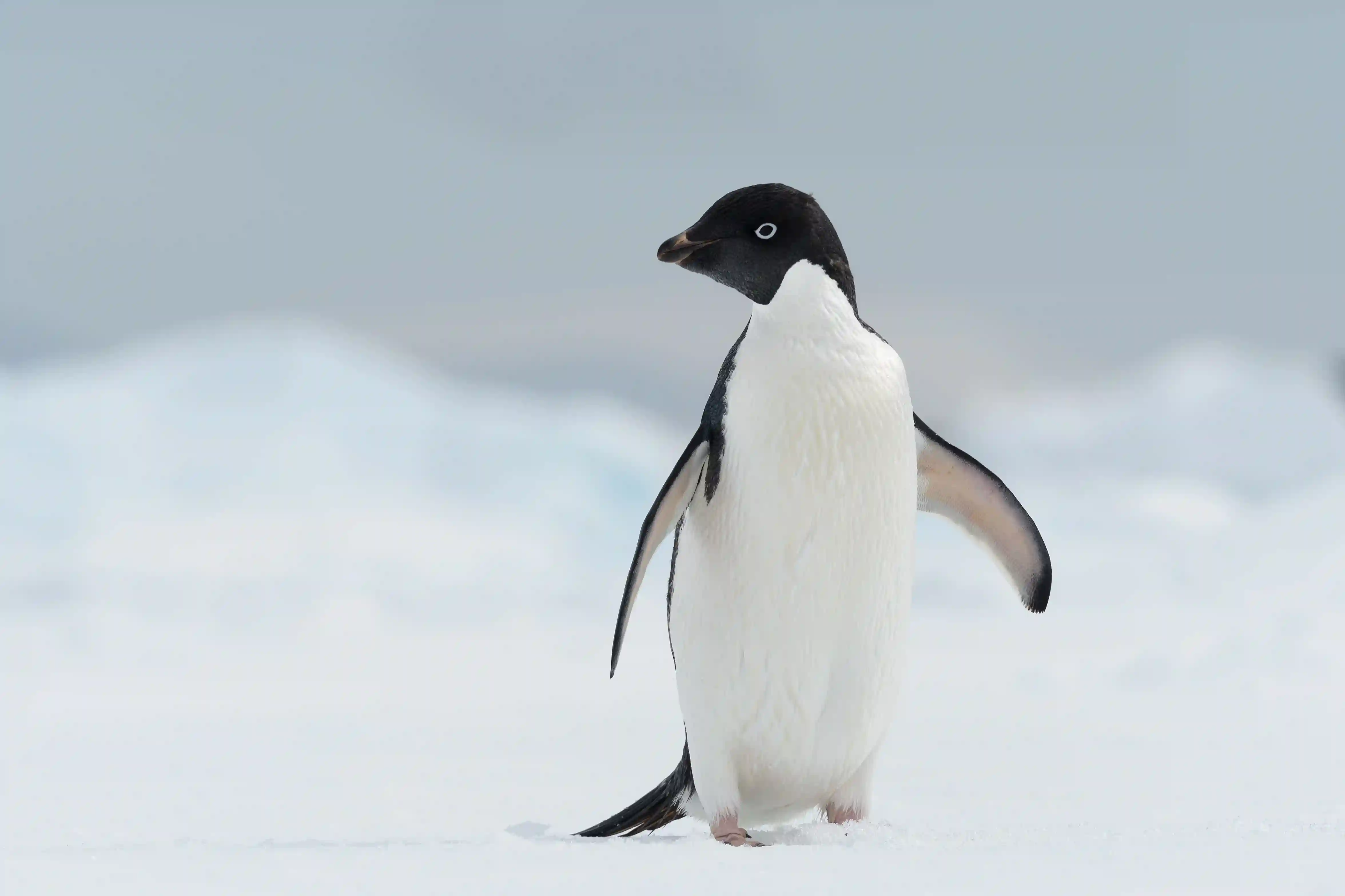 Penguin 1